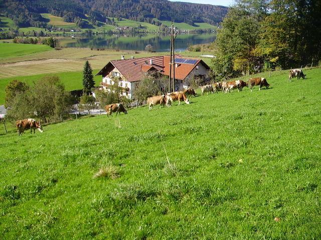 Bauernhof Kasleitner Villa Zell am Moos Kültér fotó