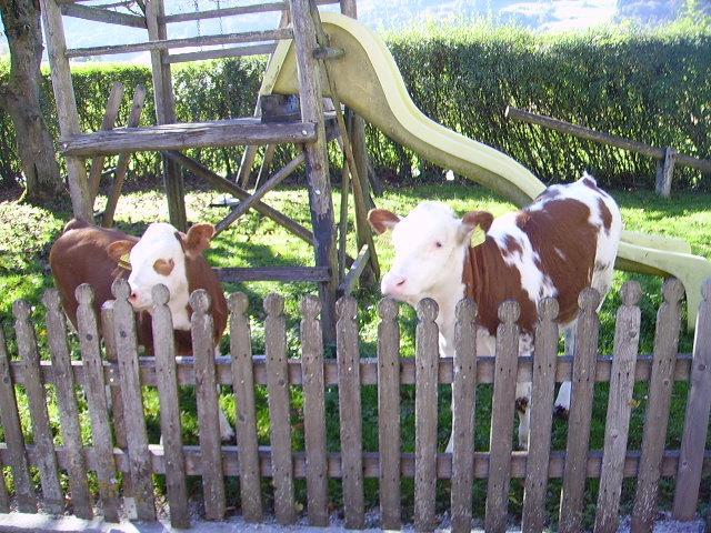 Bauernhof Kasleitner Villa Zell am Moos Kültér fotó